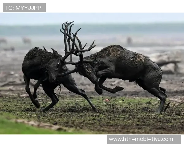 记者分析无字鹿获胜背后的深远意义彰显雄鹿实力不容忽视